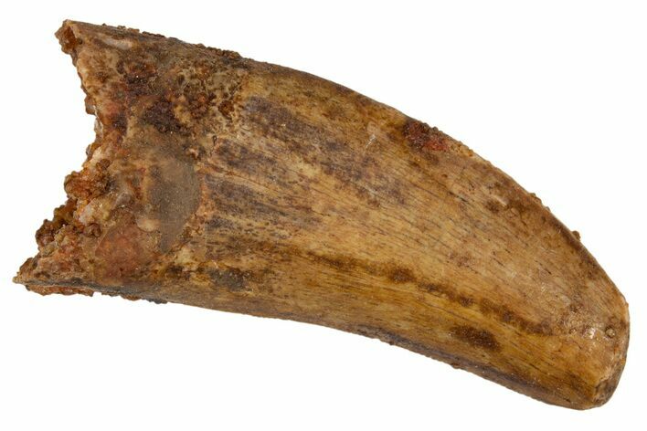 Serrated, Carcharodontosaurus Tooth - Feeding Worn Tip #322069